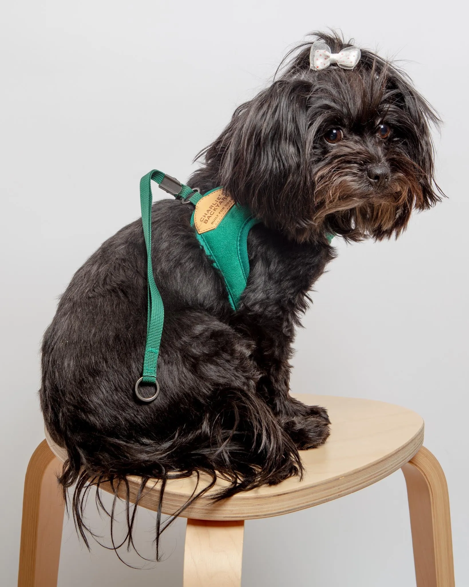 Adjustable Easy Dog Harness in Green