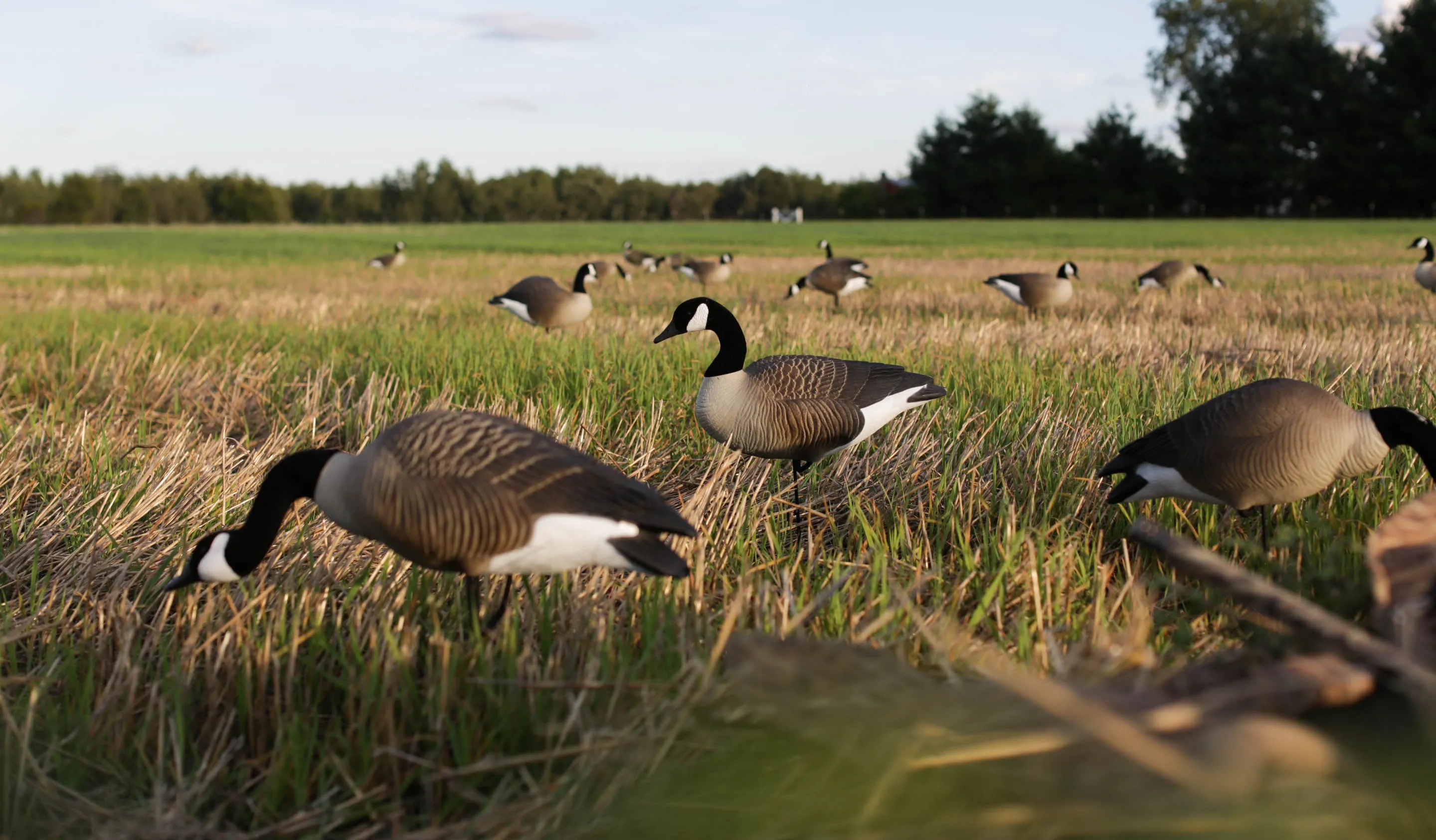 Pro Series Full Body Canada Goose Combo Pack