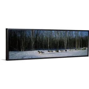 "18 huskies begin the long haul of 1049 miles to Nome, John Barron in Iditarod" Black Float Frame Canvas Art