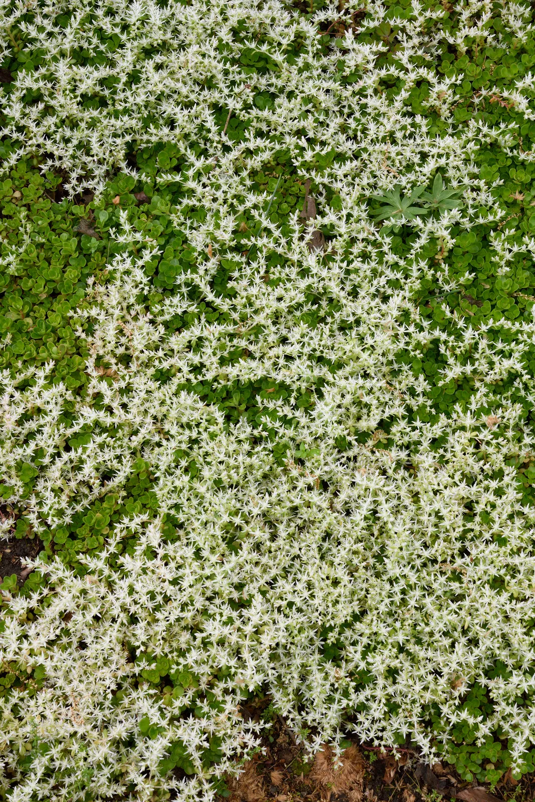 Woodland Stonecrop - Sedum ternatum 'Larinum Park'