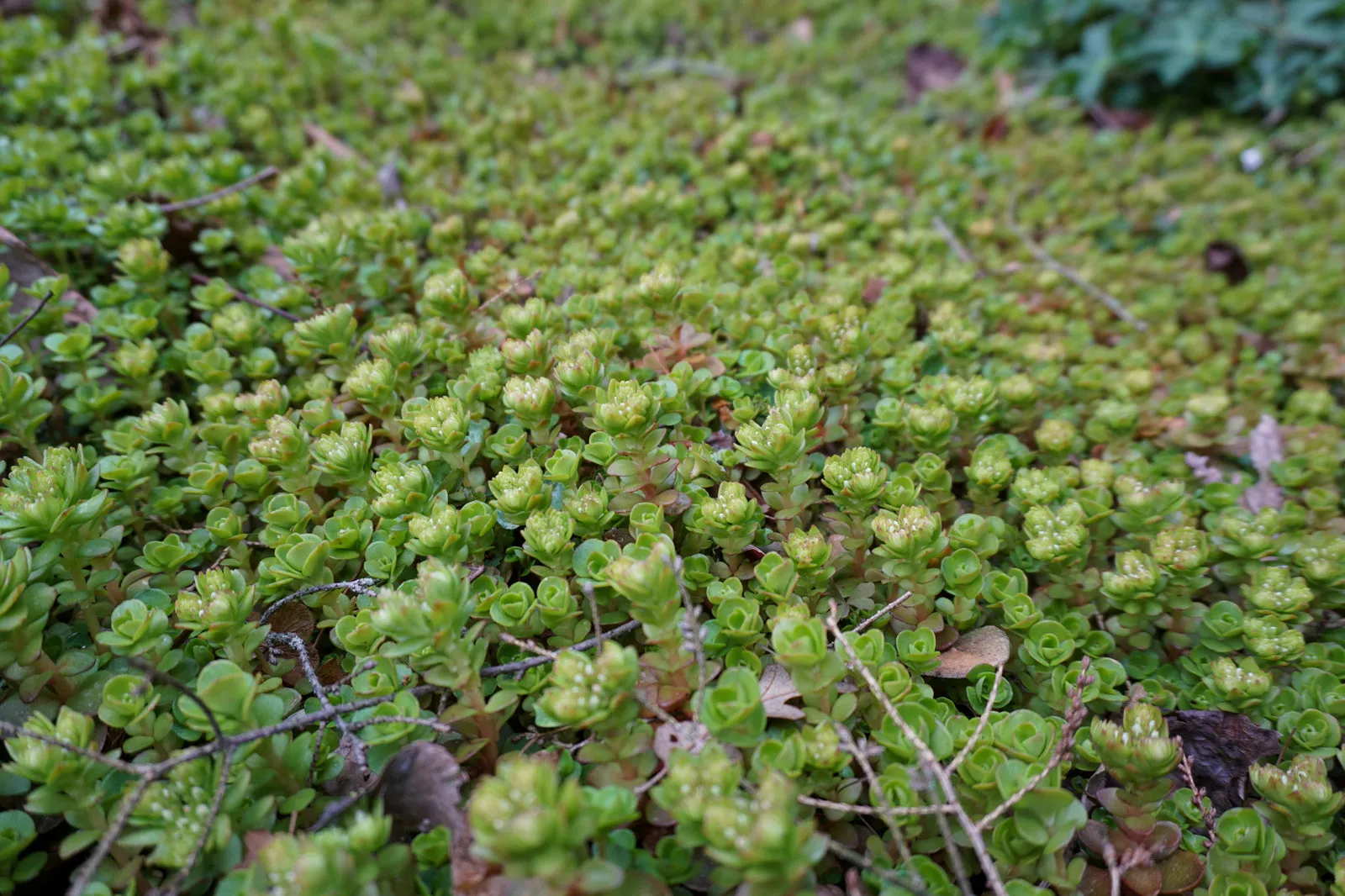 Woodland Stonecrop - Sedum ternatum 'Larinum Park'