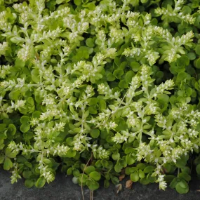 Woodland Stonecrop - Sedum ternatum 'Larinum Park'